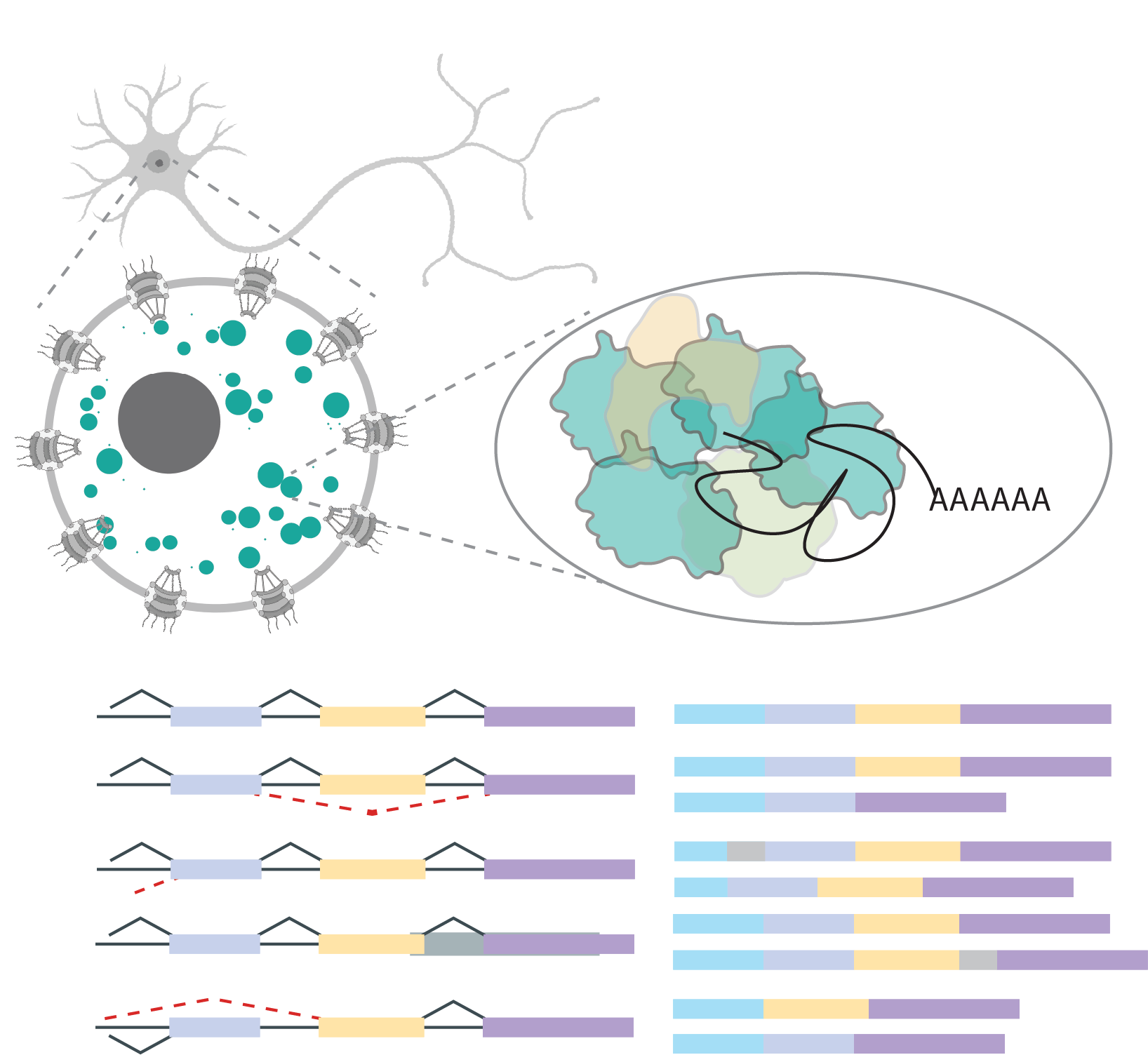 RNA splicing and pathophysiology