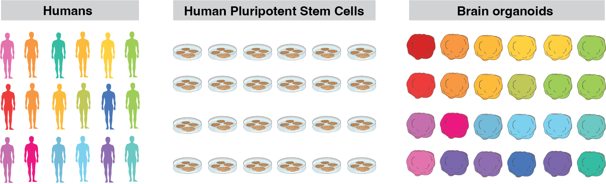 Research pipeline: Humans to iPSCs to Brain Organoids