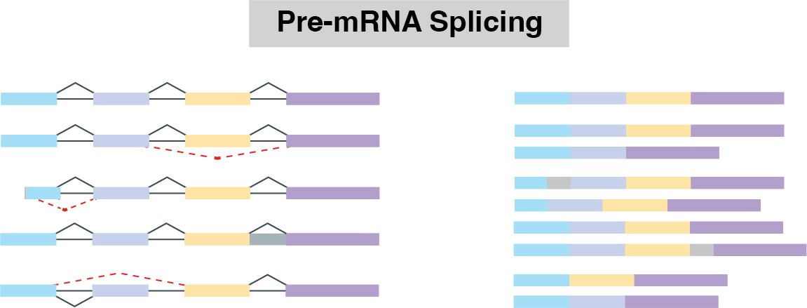Pre-mRNA splicing diagram